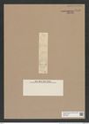 Stephanogonia horridula Grun. (de-Toni-Nr.: Genus 163) Zeichnungen Sammlung Grunow Nr. 7818 (NHMW-BOT-W0377059)